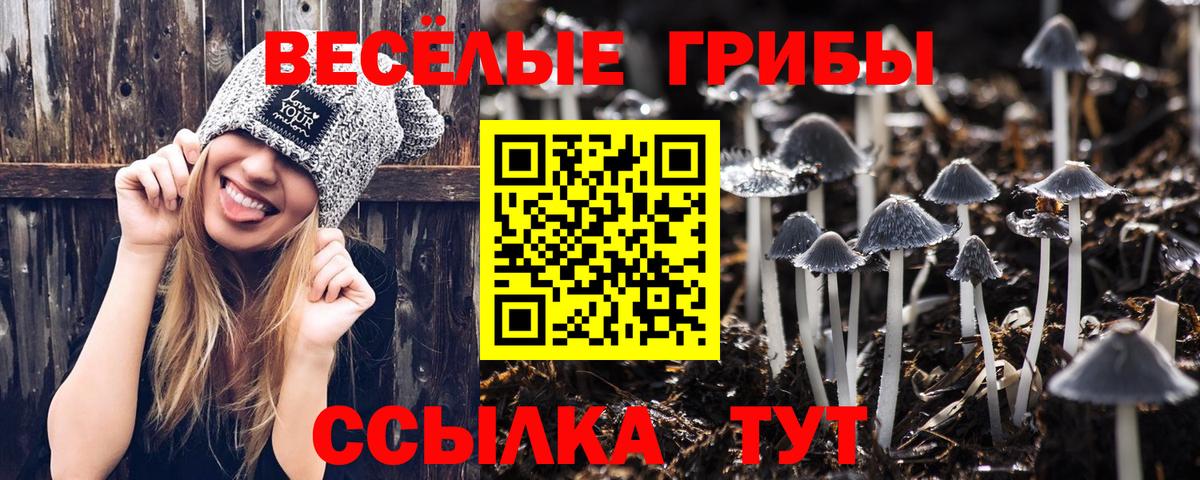 Псилоцибиновые грибы мицелий  Вход с VPN  Красноперекопск  как найти закладки  Галлюциногенные грибы Psilocybe 